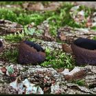 die kleinen schwarzen gummibärchen