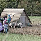 die kleinen Schweinchen