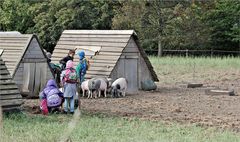 die kleinen Schweinchen