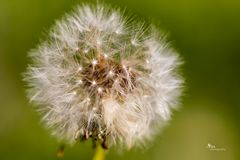 Die kleinen Sterne im Rasen