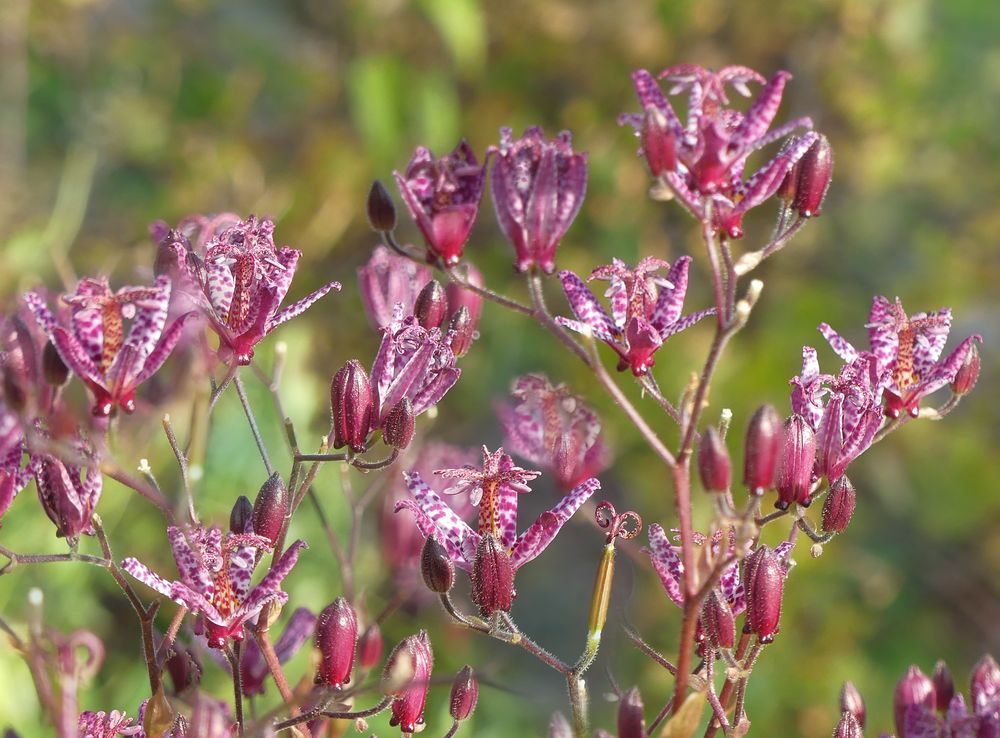 Die kleinen Tigerlilien