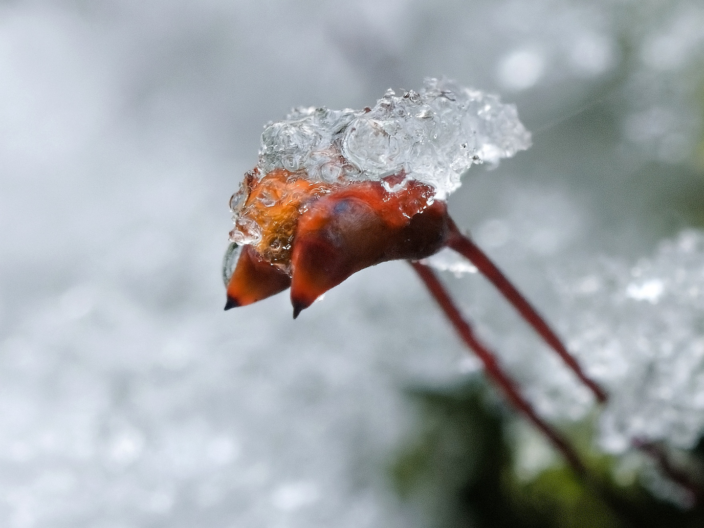 Die Kleinen trotzen Wind und Wetter... 