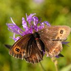 Die Kleinen und feinen Schönheiten der Natur