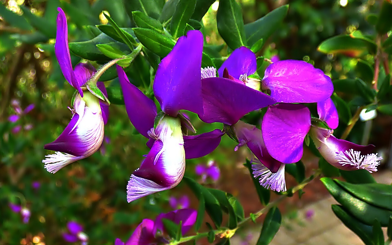 Die kleinen und unauffälligen Kreuzblumen . . .