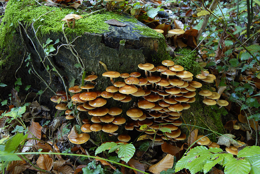 Die kleinen unscheinbaren Schönheiten der Natur .