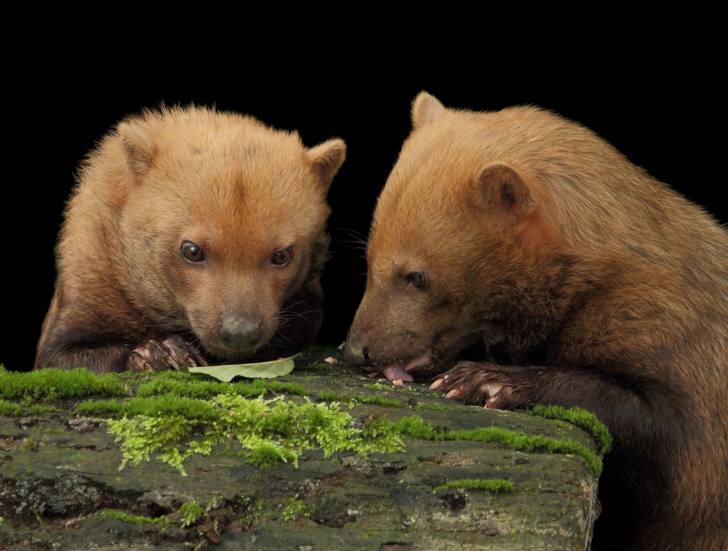 Die kleinen Waldhunde