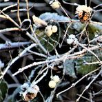 die kleinen Weißen im Wintergewand