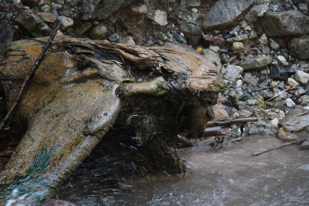 Die kleinen Wunder der Natur