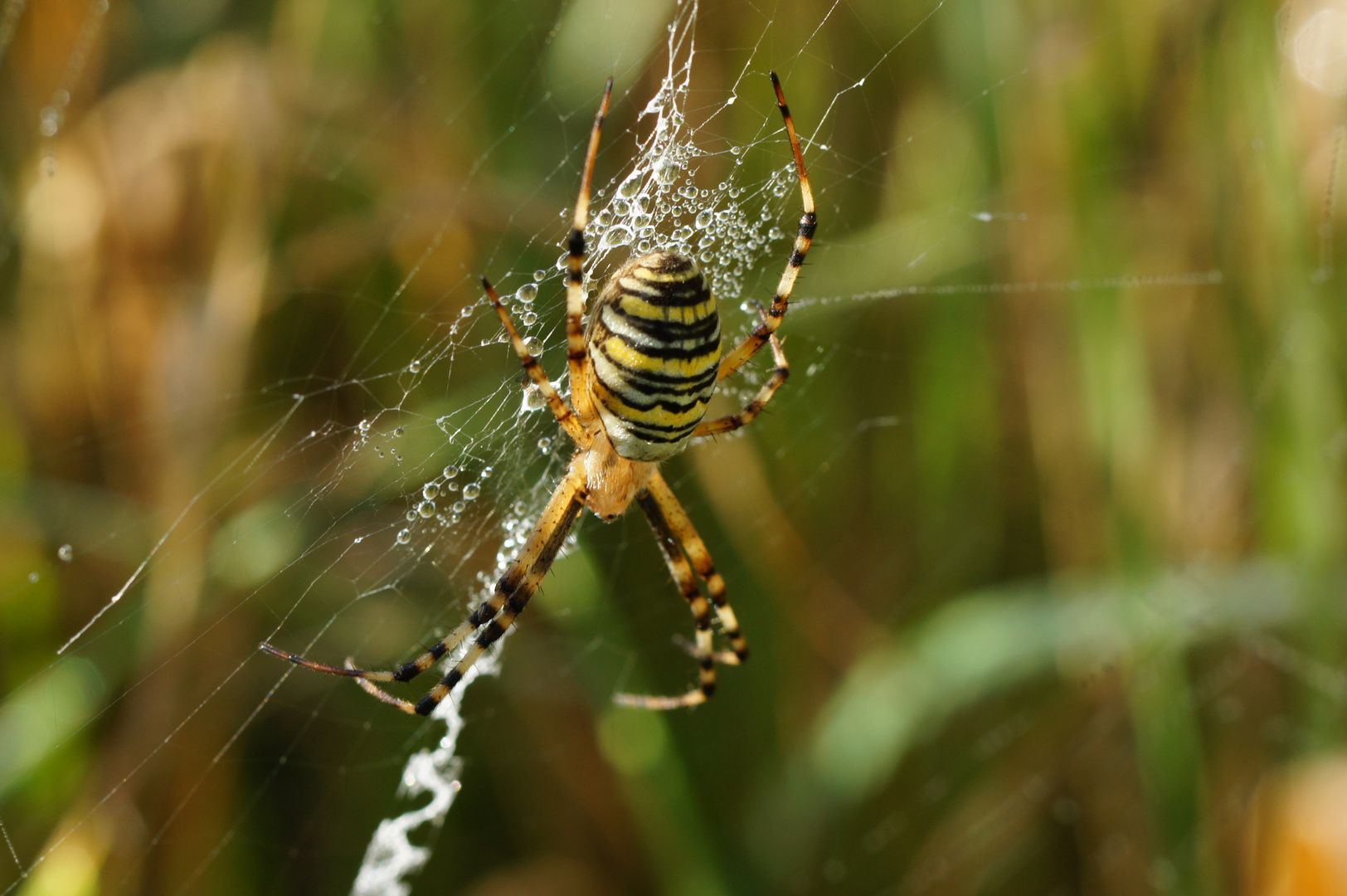 Die kleinen Wunder der Natur