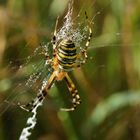 Die kleinen Wunder der Natur