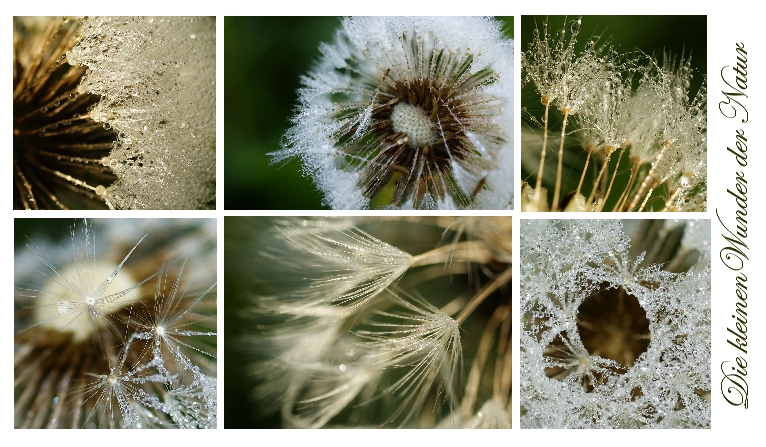 "Die kleinen Wunder der Natur"