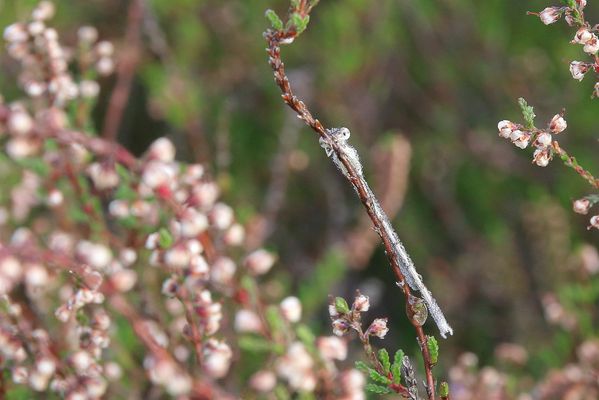 Die kleinen Wunder der Natur