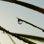 Die kleinen Wunder der Natur