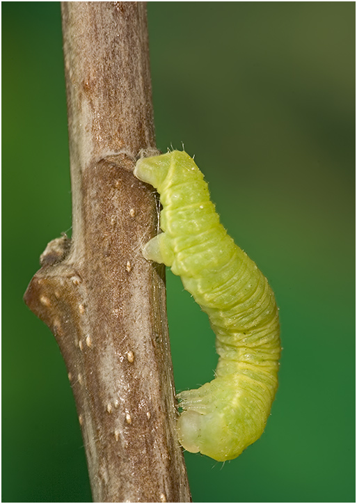 Die kleinen Wunder der Natur