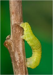 Die kleinen Wunder der Natur