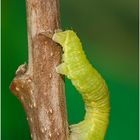 Die kleinen Wunder der Natur