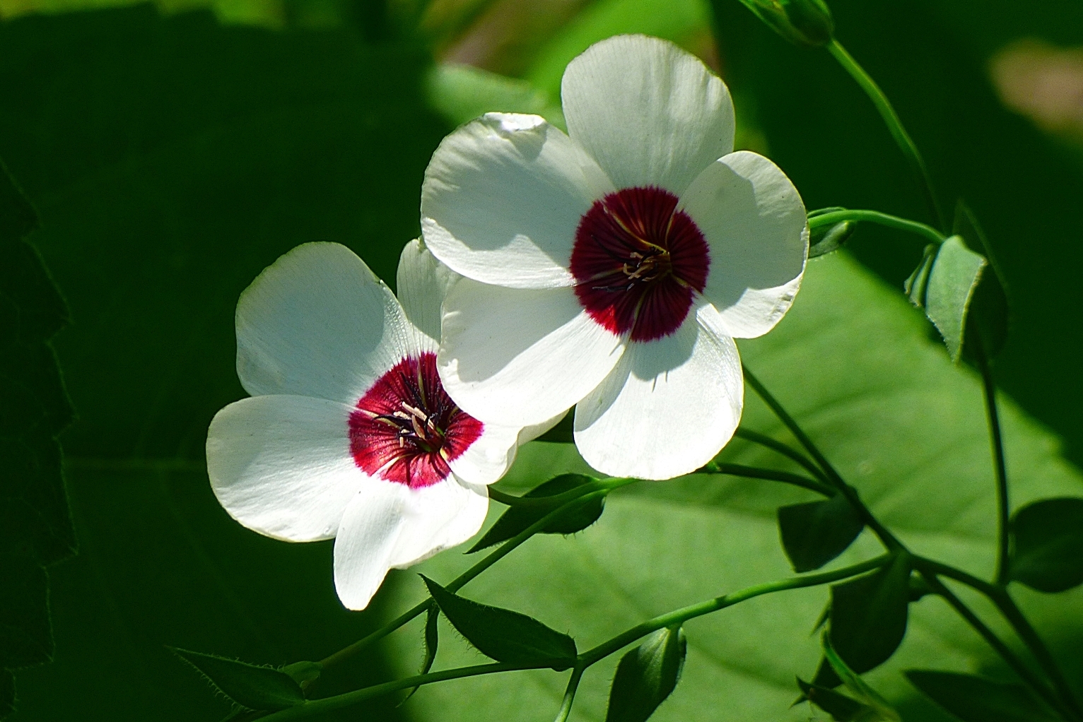 Die kleinen, zarten Leinblüten . . .