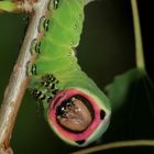 Die kleinere Raupe des Großen Gabelschwanzes - hier in Drohhaltung mit ausgestülpten Schwanzfäden