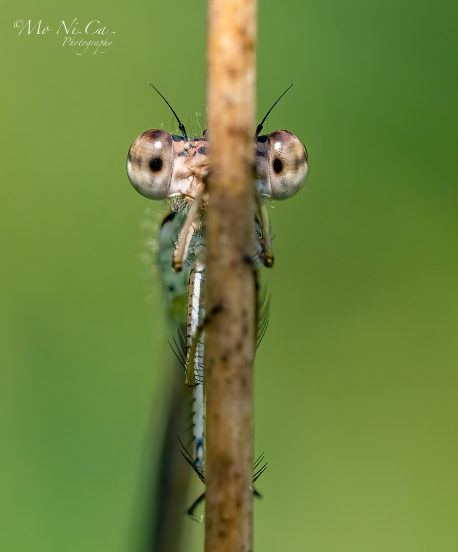 Die Kleinlibelle beim Versteckspiel