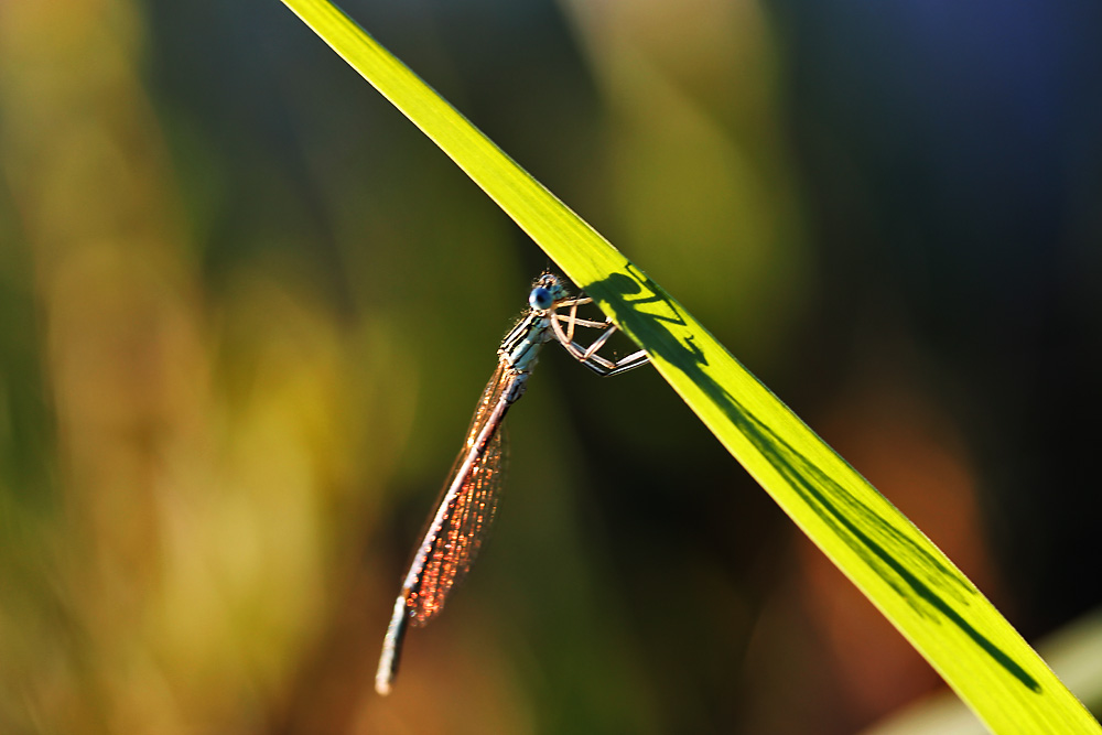 die Kleinlibelle und ihr Schatten