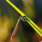 die Kleinlibelle und ihr Schatten