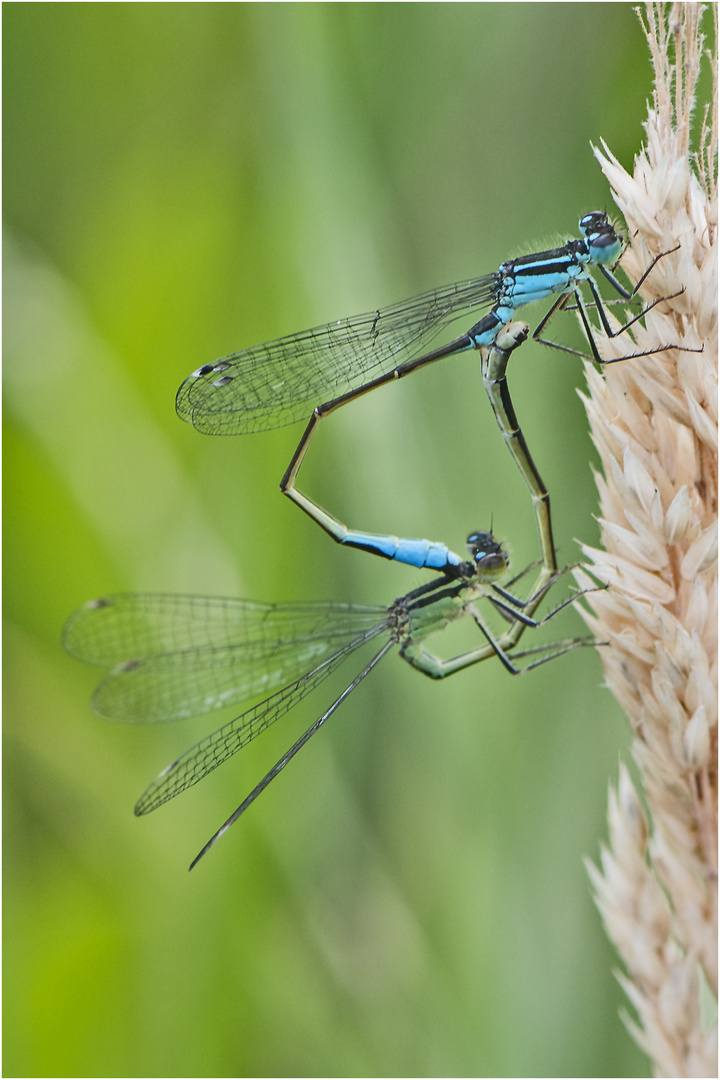 Die Kleinlibellen, wie die Große Pechlibelle (Ischnura elegans) sind in . . .