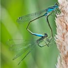 Die Kleinlibellen, wie die Große Pechlibelle (Ischnura elegans) sind in . . .