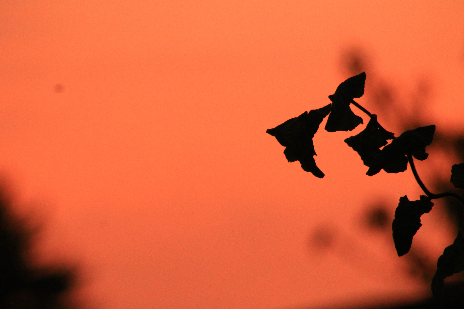 Die Kleinpflanze im Sonnenuntergang