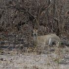 die kleinste Antilope Afrikas