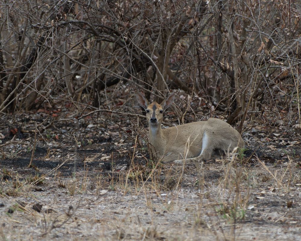 die kleinste Antilope Afrikas