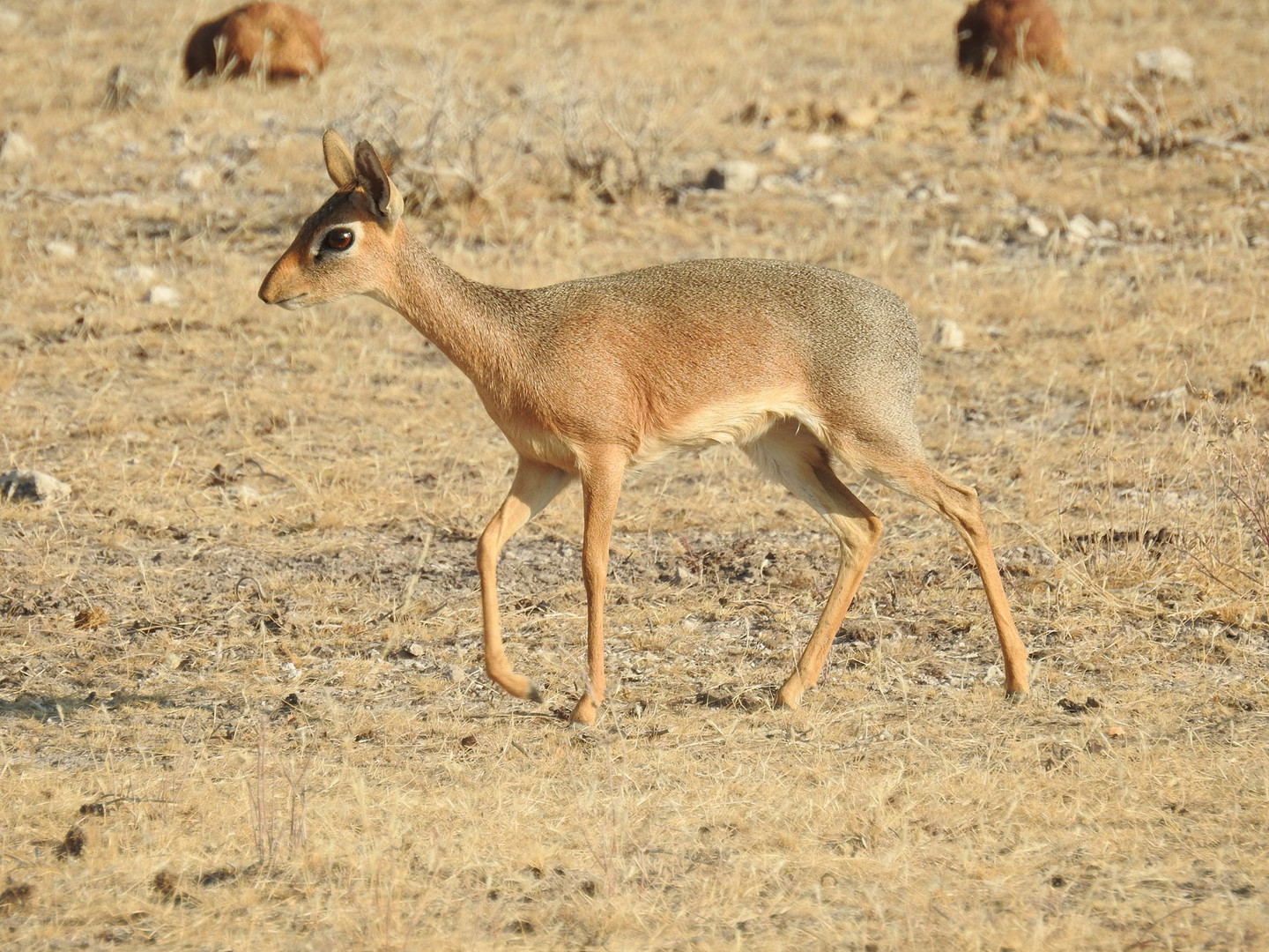 Die kleinste Antilope Afrikas  das Kirkdikdik