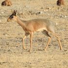 Die kleinste Antilope Afrikas  das Kirkdikdik