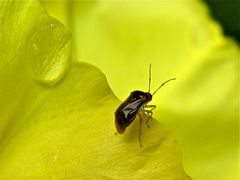 Die kleinste ausgewachsene Wanze bisher im Garten, etwa 2,5 mm groß