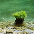 Die kleinste, bewachsene Insel der Schweiz ...