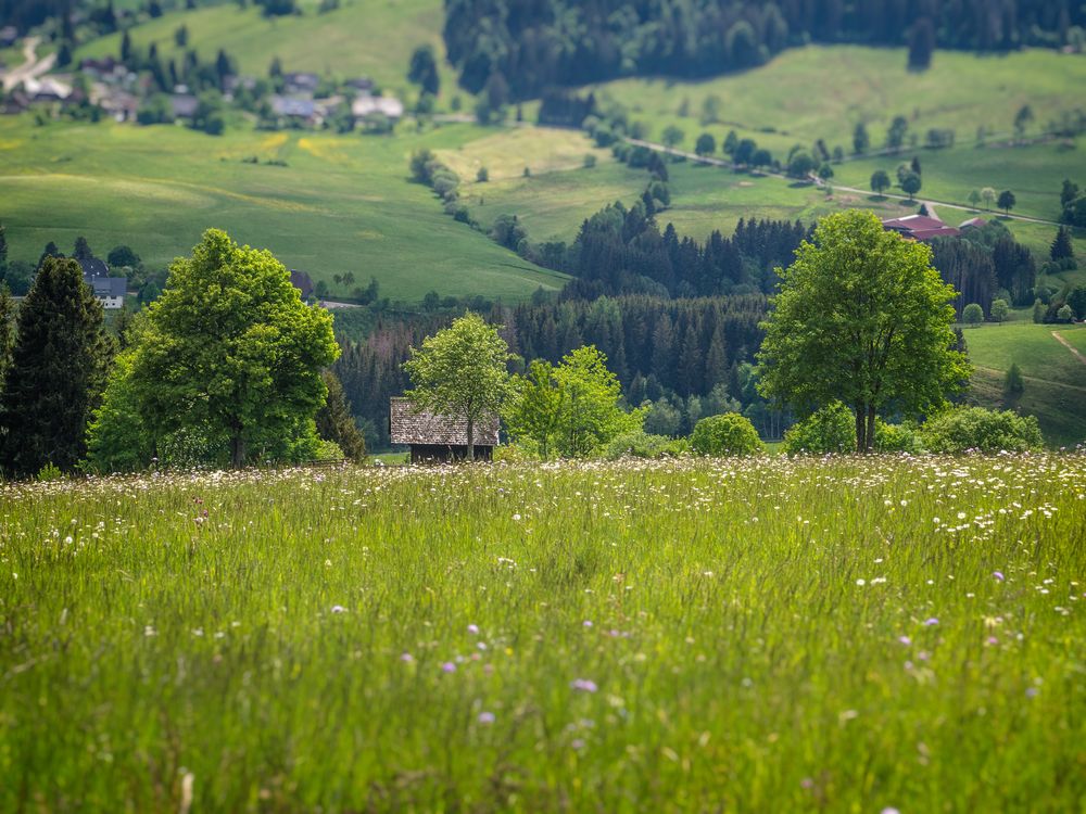 Die kleinste Hütte vom Schwarzwald