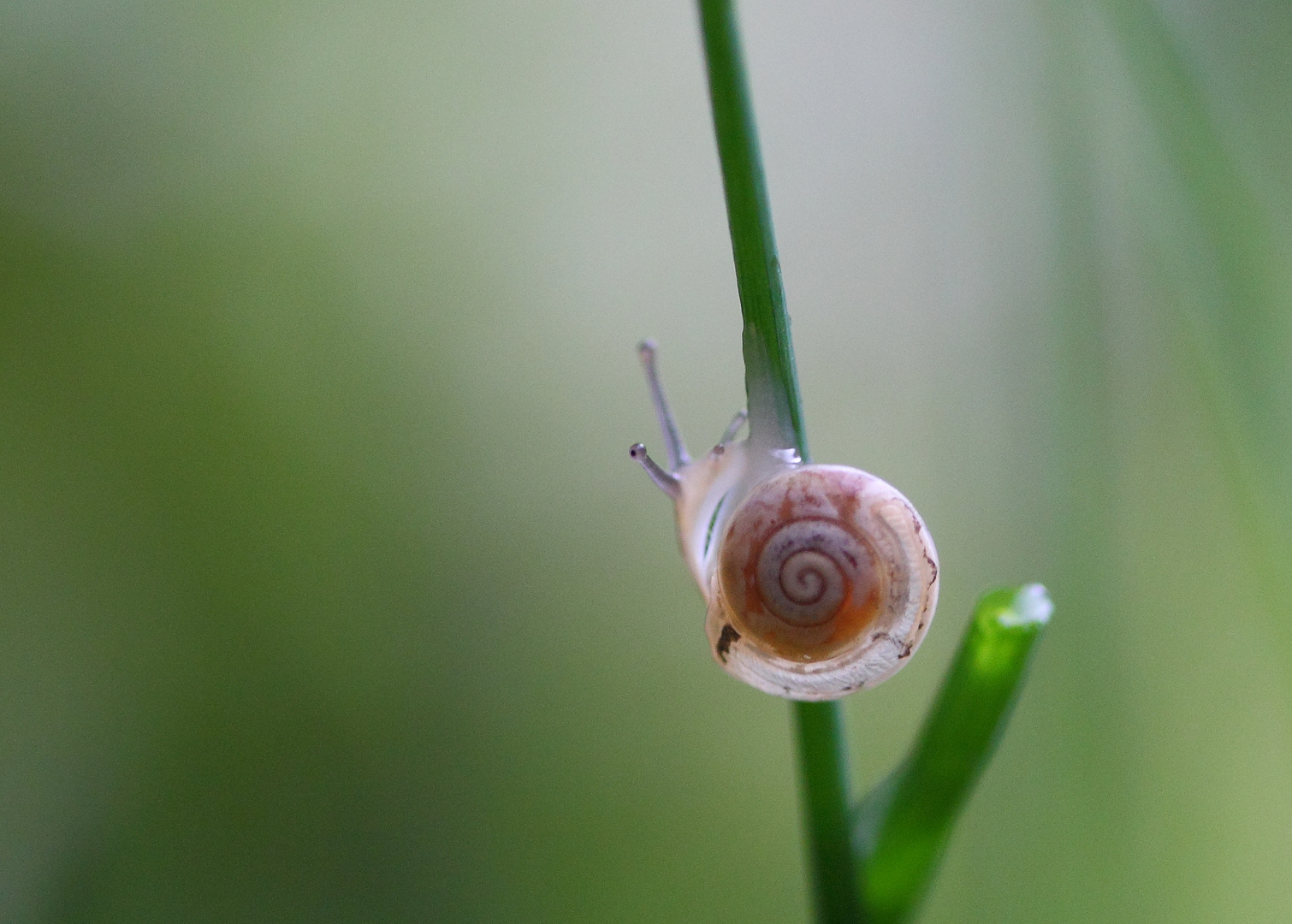 Die kleinste Schnecke.....