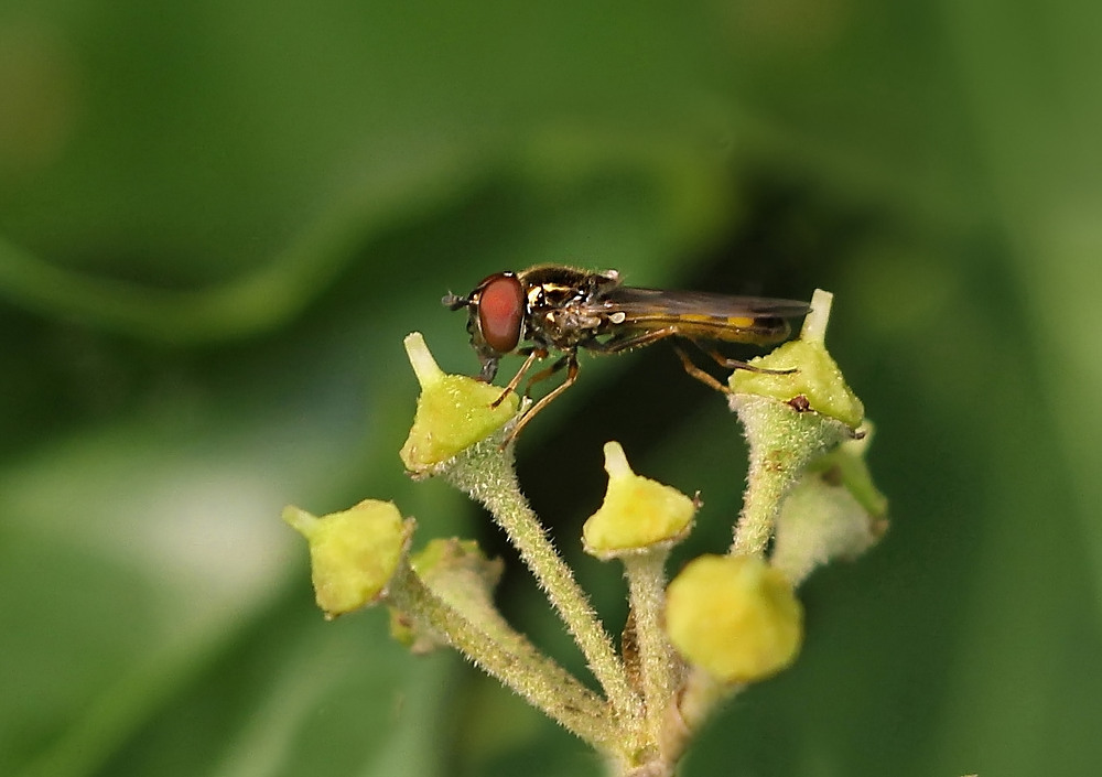 Die kleinste Schwebfliege, die ich kenne...