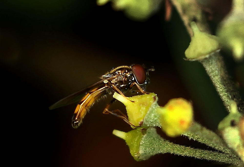 Die kleinste Schwebfliege, die ich kenne...