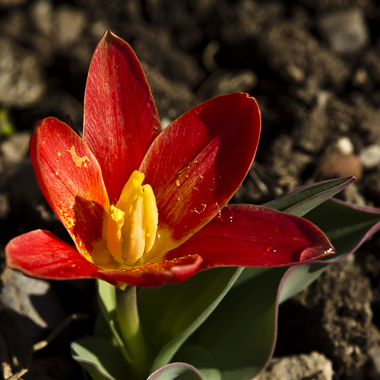 die kleinste tulpe