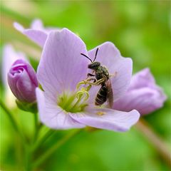 Die kleinste Wildbiene, die ich jemals gesehen habe . . .