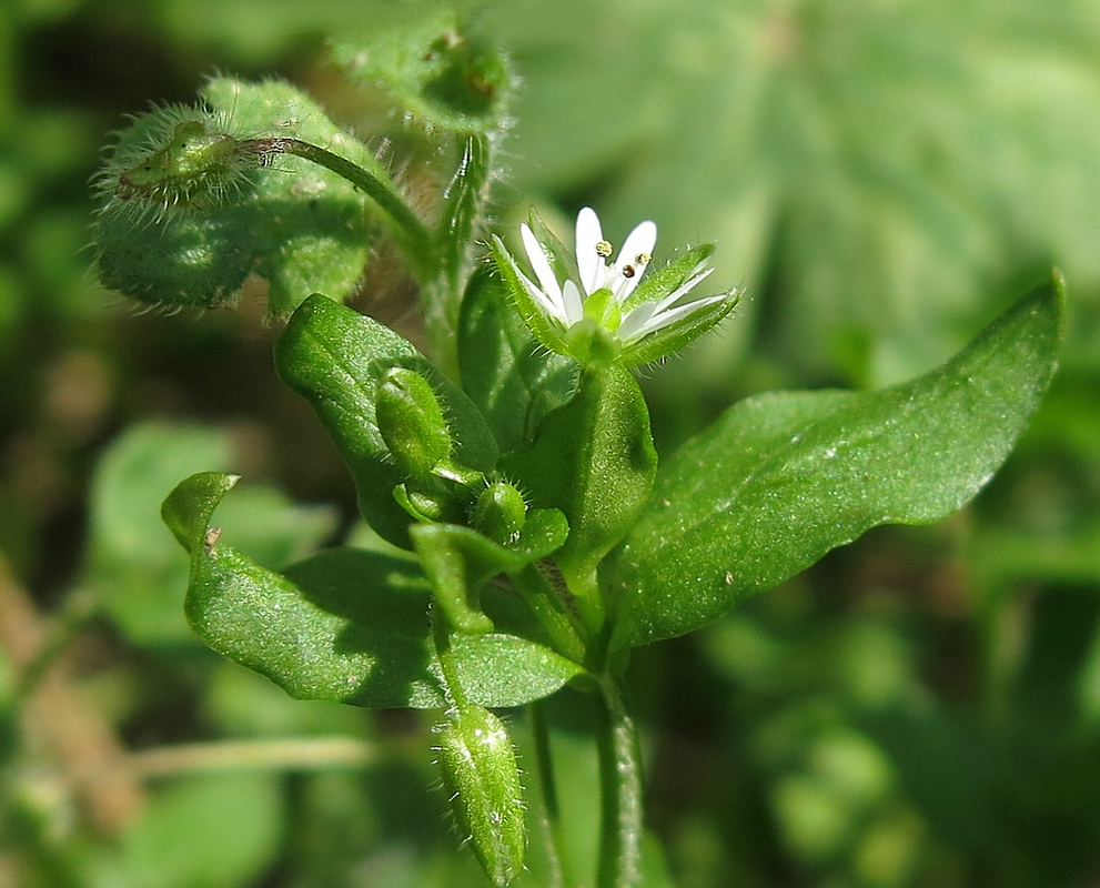 Die kleinste Wildblüte die zu finden war