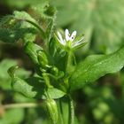 Die kleinste Wildblüte die zu finden war