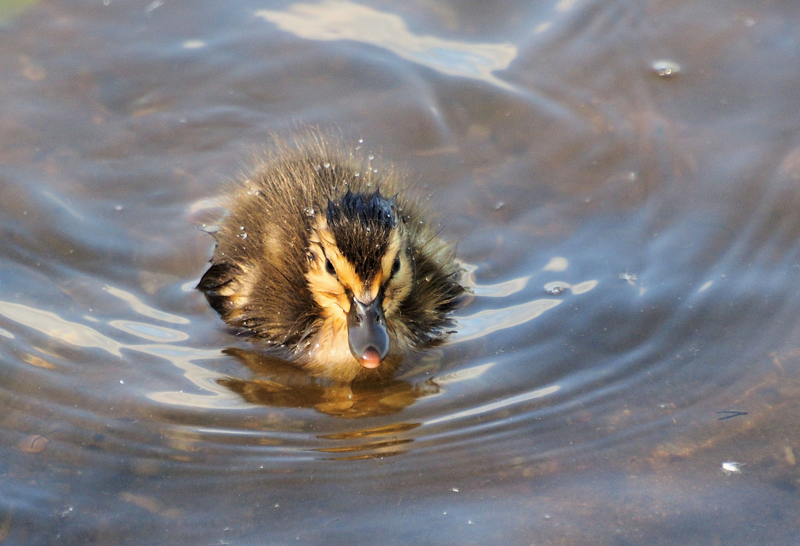 Die Kleinsten am Teich …