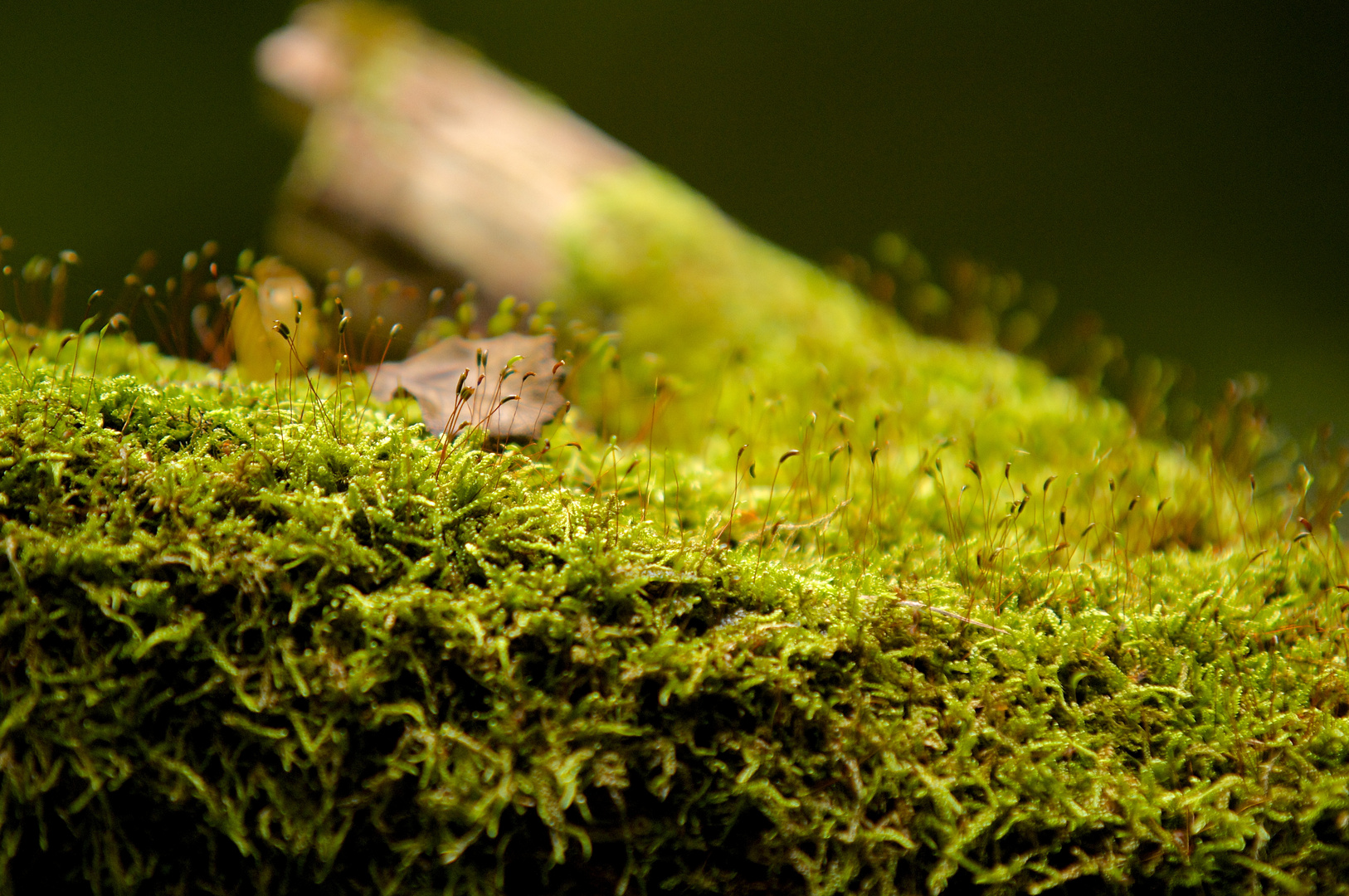 Die kleinsten im Wald