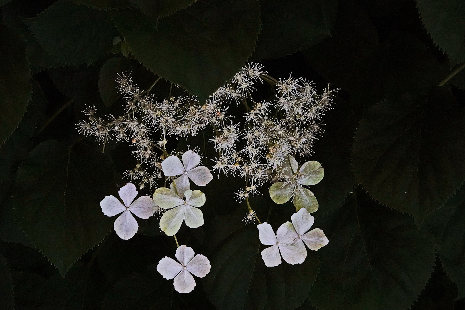 die kletternde Hortensie