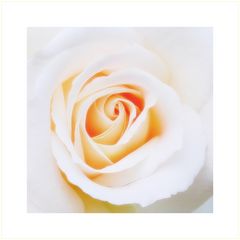 Die Kletterrose Blanche Colombe