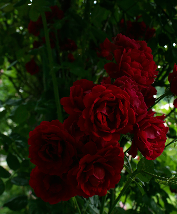 Die Kletterrose Paul's Scarlet Climber