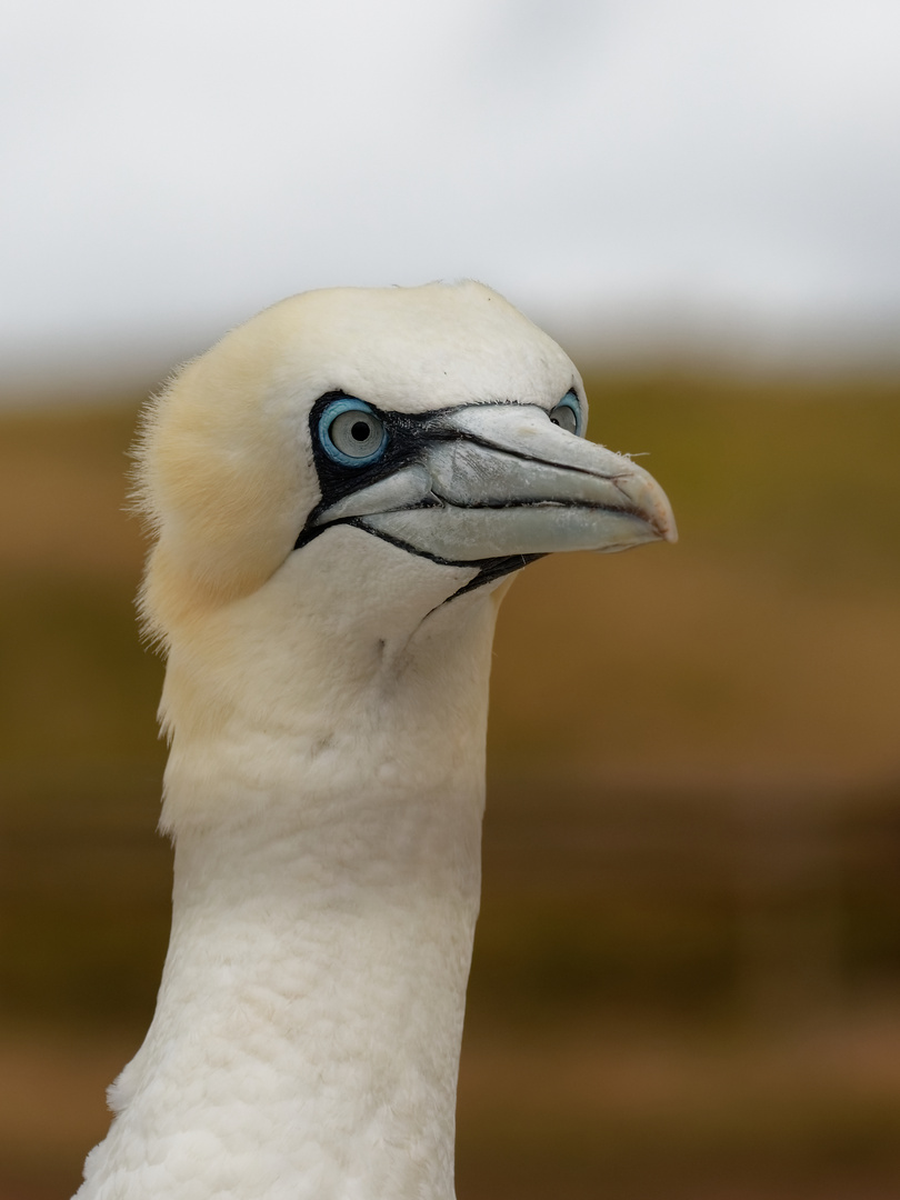 Die Klippen-Schönheiten von Helgoland 