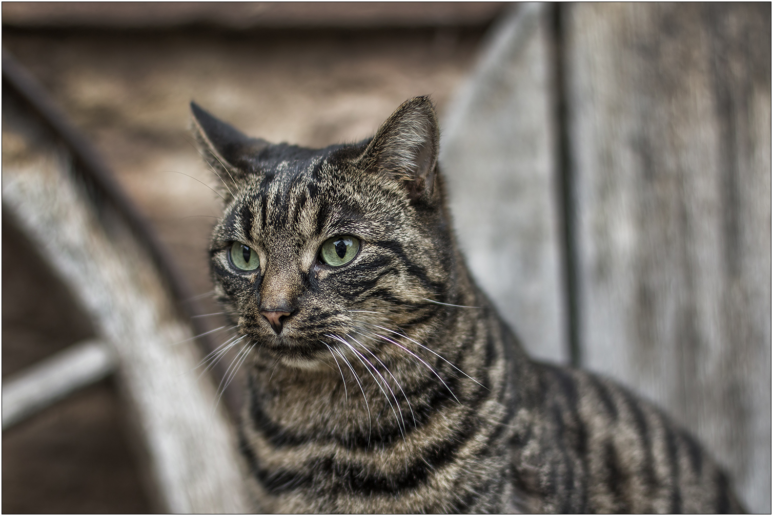 Die Klosterkatze