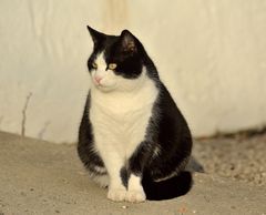 die Klosterkatze von Frauenchiemsee